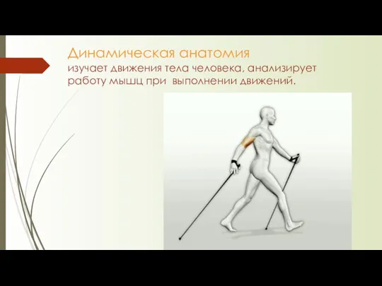 Динамическая анатомия изучает движения тела человека, анализирует работу мышц при выполнении движений.