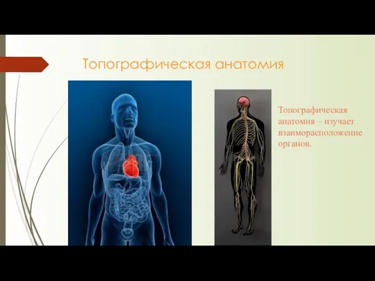 Топографическая анатомия Топографическая анатомия – изучает взаиморасположение органов.