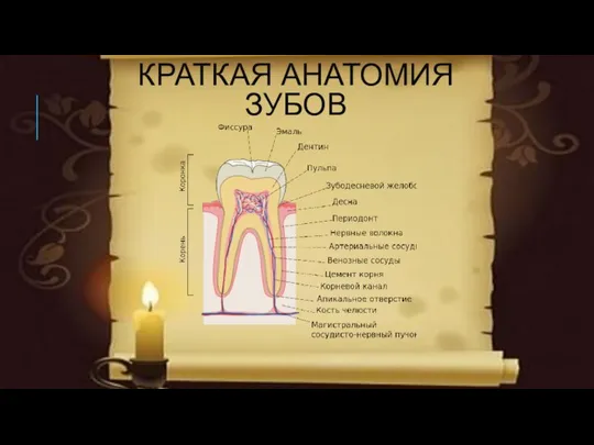 КРАТКАЯ АНАТОМИЯ ЗУБОВ