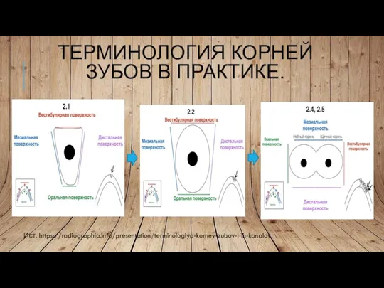 ТЕРМИНОЛОГИЯ КОРНЕЙ ЗУБОВ В ПРАКТИКЕ. Ист. https://radiographia.info/presentation/terminologiya-korney-zubov-i-ih-kanalov