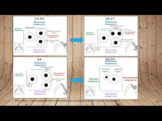 Ист. https://radiographia.info/presentation/terminologiya-korney-zubov-i-ih-kanalov