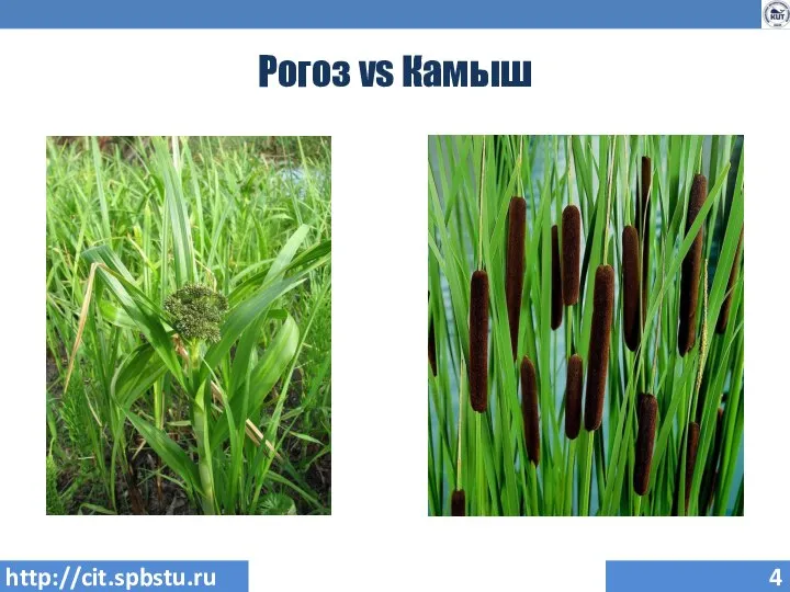 Рогоз vs Камыш http://cit.spbstu.ru