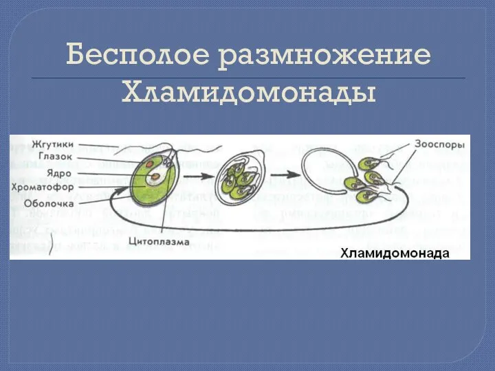 Бесполое размножение Хламидомонады