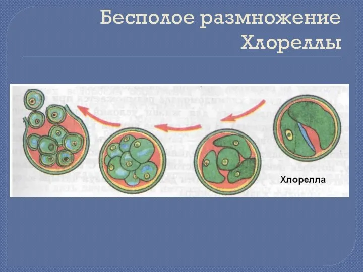 Бесполое размножение Хлореллы