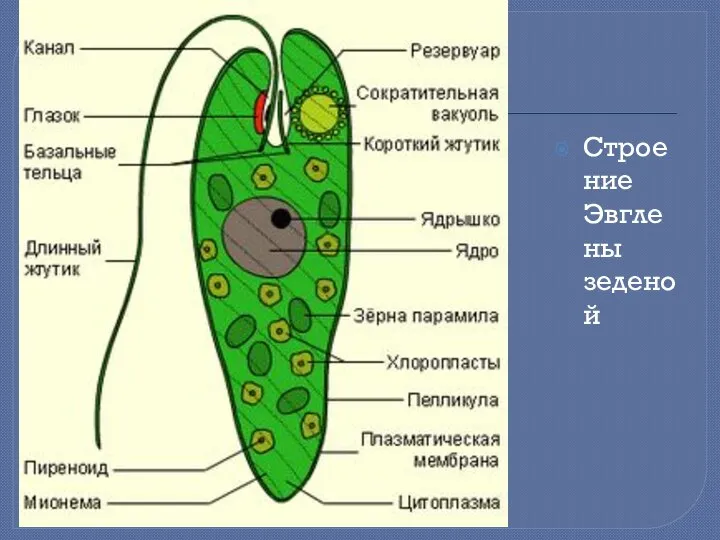 Строение Эвглены зеденой