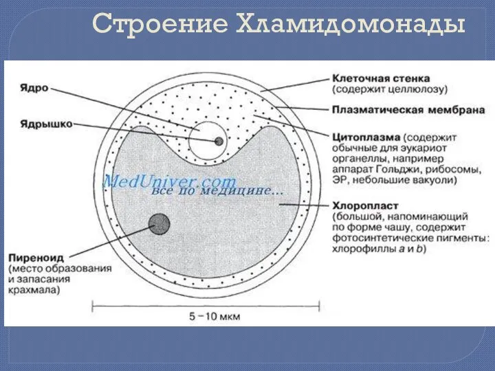 Строение Хламидомонады