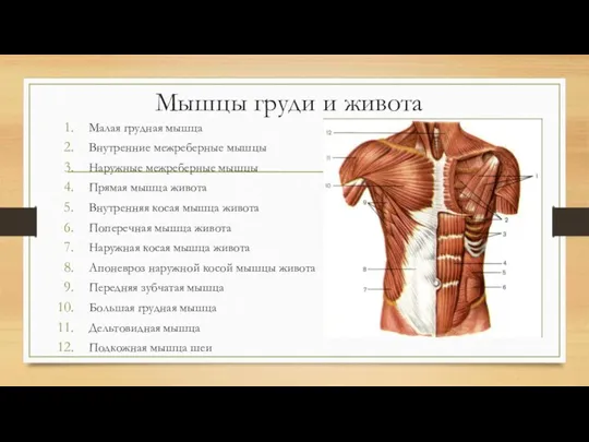 Мышцы груди и живота Малая грудная мышца Внутренние межреберные мышцы Наружные межреберные