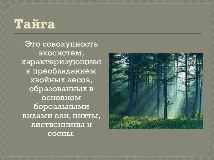 Тайга Это совокупность экосистем, характеризующиеся преобладанием хвойных лесов, образованных в основном бореальными