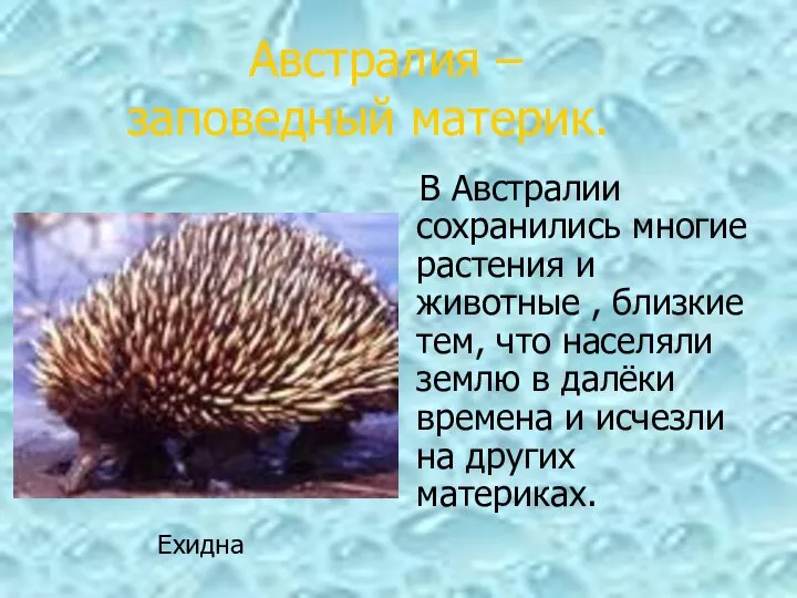 В Австралии сохранились многие растения и животные , близкие тем, что населяли