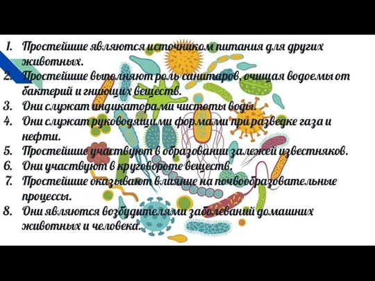 Простейшие являются источником питания для других животных. Простейшие выполняют роль санитаров, очищая