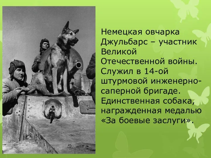 Немецкая овчарка Джульбарс – участник Великой Отечественной войны. Служил в 14-ой штурмовой