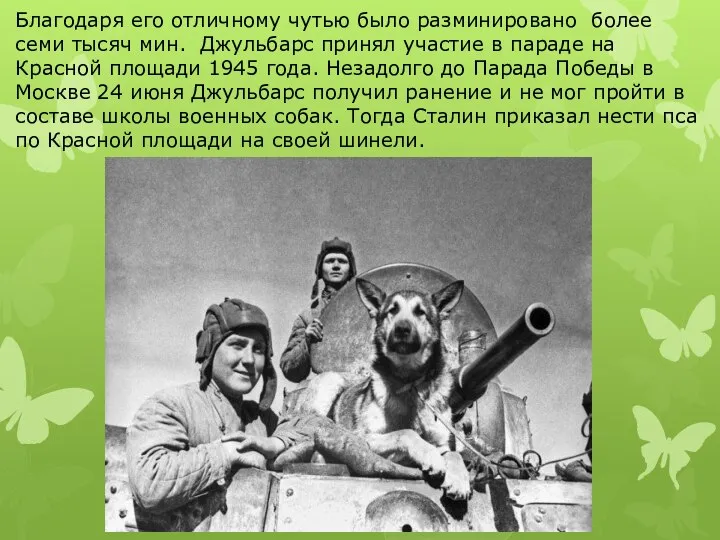 Благодаря его отличному чутью было разминировано более семи тысяч мин. Джульбарс принял