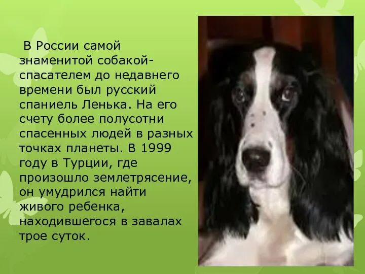 В России самой знаменитой собакой-спасателем до недавнего времени был русский спаниель Ленька.