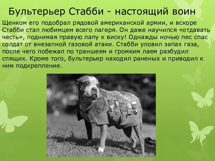 Бультерьер Стабби - настоящий воин Щенком его подобрал рядовой американской армии, и