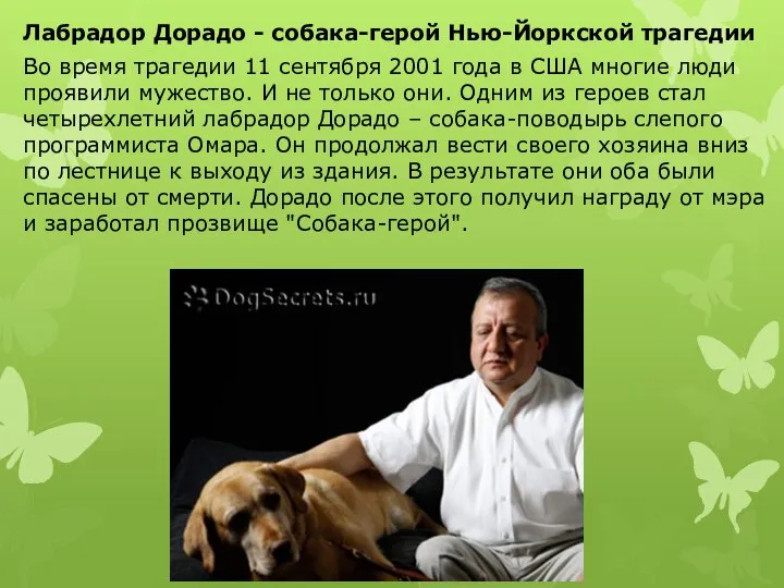 Лабрадор Дорадо - собака-герой Нью-Йоркской трагедии Во время трагедии 11 сентября 2001