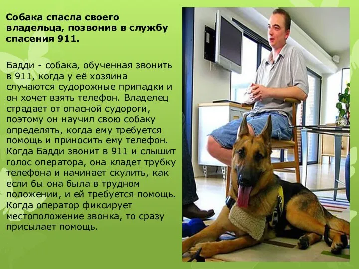 Собака спасла своего владельца, позвонив в службу спасения 911. Бадди - собака,