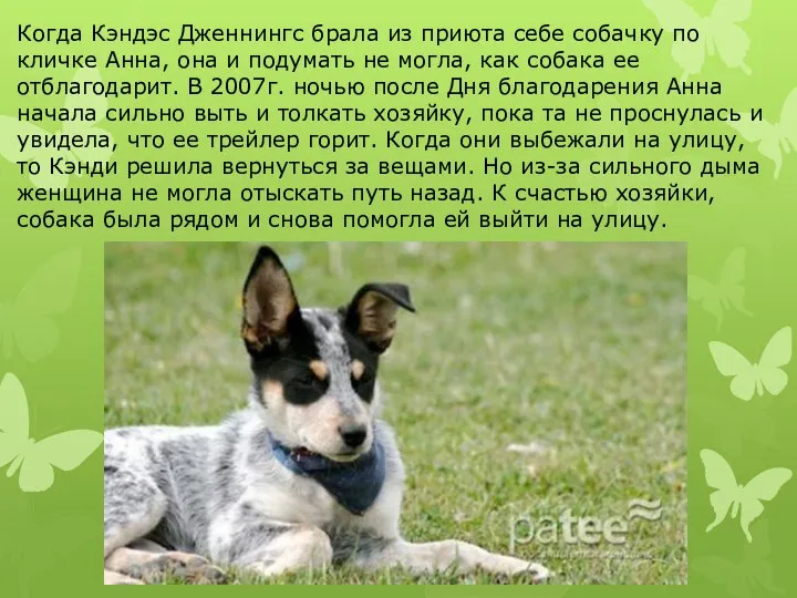 Когда Кэндэс Дженнингс брала из приюта себе собачку по кличке Анна, она