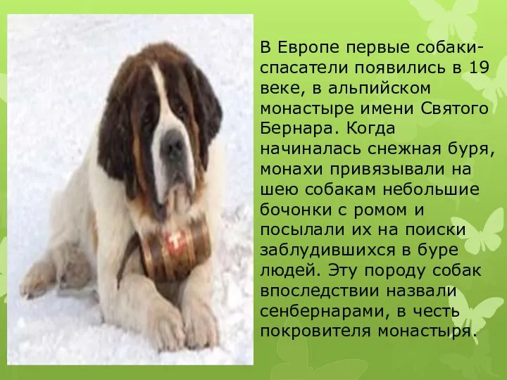 В Европе первые собаки-спасатели появились в 19 веке, в альпийском монастыре имени