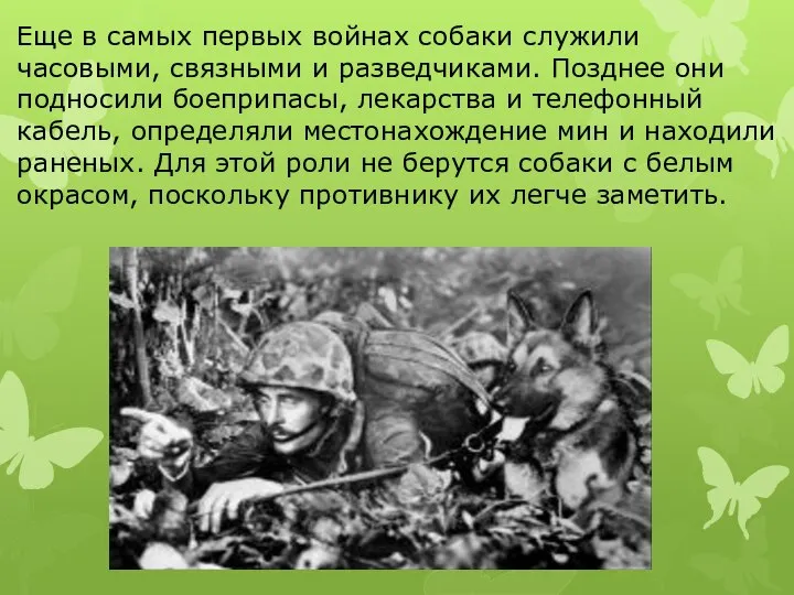 Еще в самых первых войнах собаки служили часовыми, связными и разведчиками. Позднее