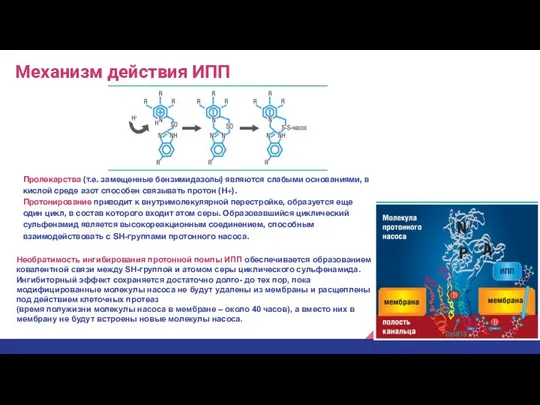 Механизм действия ИПП Пролекарства (т.е. замещенные бензимидазолы) являются слабыми основаниями, в кислой