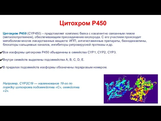 Цитохром Р450 Цитохром Р450 (CYP450) – представляет комплекс белка с ковалентно связанным