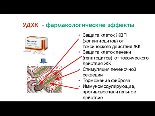 УДХК – фармакологические эффекты Защита клеток ЖВП (холангиоцитов) от токсического действия ЖК