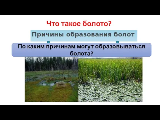 Что такое болото? По каким причинам могут образовываться болота?
