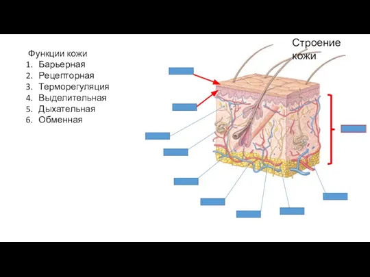 Функции кожи Барьерная Рецепторная Терморегуляция Выделительная Дыхательная Обменная Строение кожи