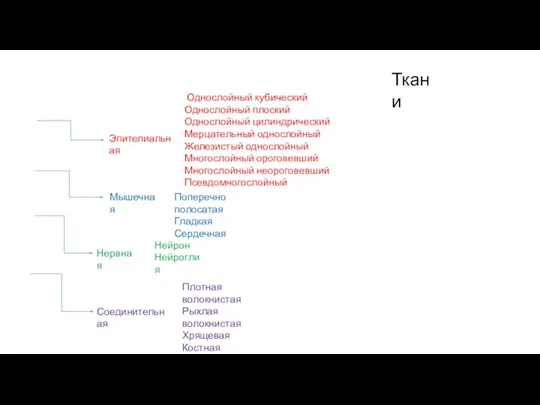 Ткани Эпителиальная Мышечная Нервная Соединительная Однослойный кубический Однослойный плоский Однослойный цилиндрический Мерцательный