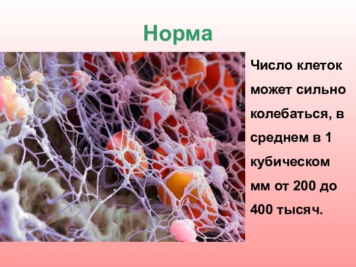 Норма Число клеток может сильно колебаться, в среднем в 1 кубическом мм