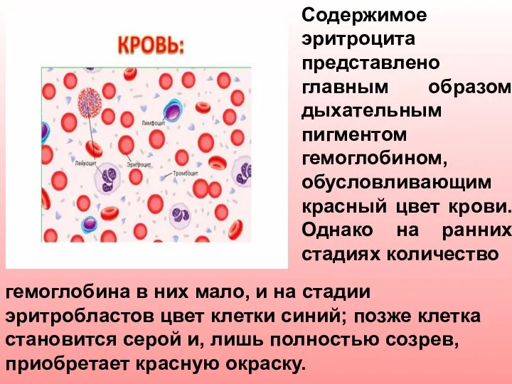 Содержимое эритроцита представлено главным образом дыхательным пигментом гемоглобином, обусловливающим красный цвет крови.