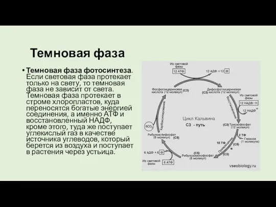 Темновая фаза Темновая фаза фотосинтеза. Если световая фаза протекает только на свету,