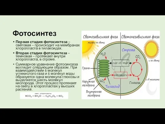 Фотосинтез Первая стадия фотосинтеза – световая – происходит на мембранах хлоропласта в