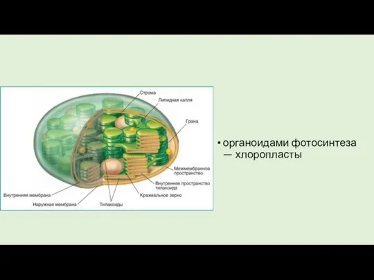 органоидами фотосинтеза — хлоропласты