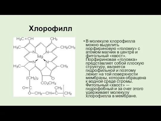 Хлорофилл В молекуле хлорофилла можно выделить порфириновую «головку» с атомом магния в
