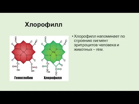 Хлорофилл Хлорофилл напоминает по строению пигмент эритроцитов человека и животных – гем.