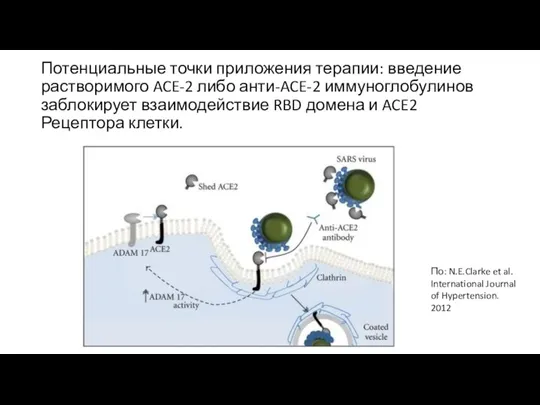 Потенциальные точки приложения терапии: введение растворимого ACE-2 либо анти-ACE-2 иммуноглобулинов заблокирует взаимодействие