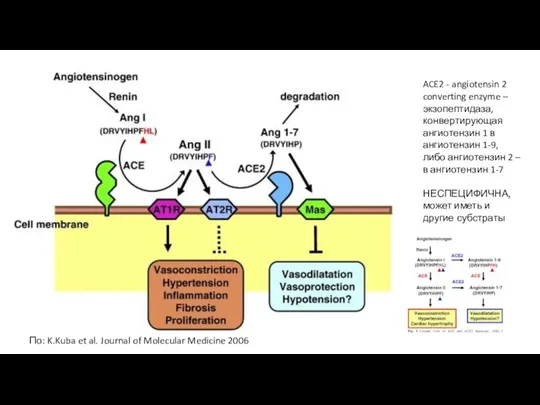 ACE2 - angiotensin 2 converting enzyme – экзопептидаза, конвертирующая ангиотензин 1 в