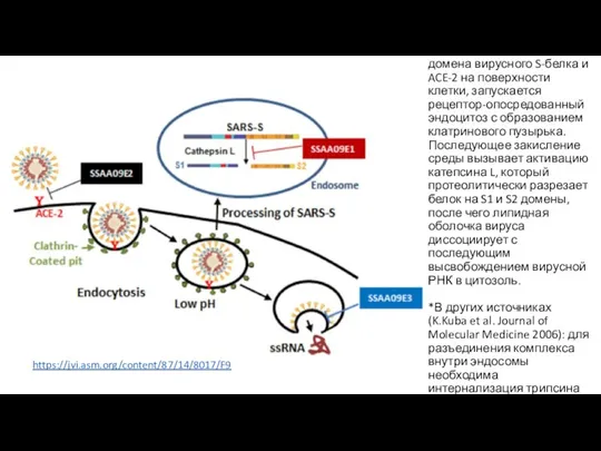 После взаимодействия RBD-домена вирусного S-белка и ACE-2 на поверхности клетки, запускается рецептор-опосредованный