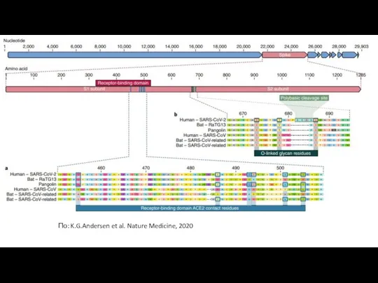 По: K.G.Andersen et al. Nature Medicine, 2020