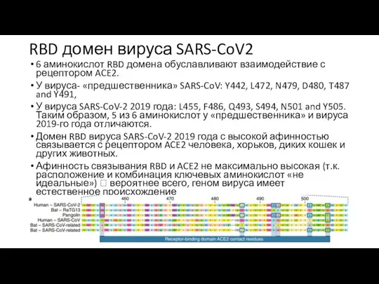 RBD домен вируса SARS-CoV2 6 аминокислот RBD домена обуславливают взаимодействие с рецептором