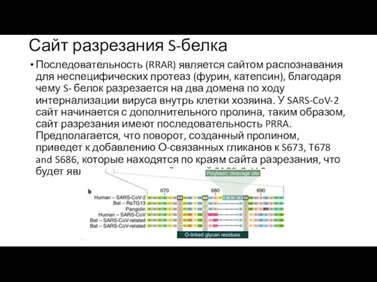 Сайт разрезания S-белка Последовательность (RRAR) является сайтом распознавания для неспецифических протеаз (фурин,