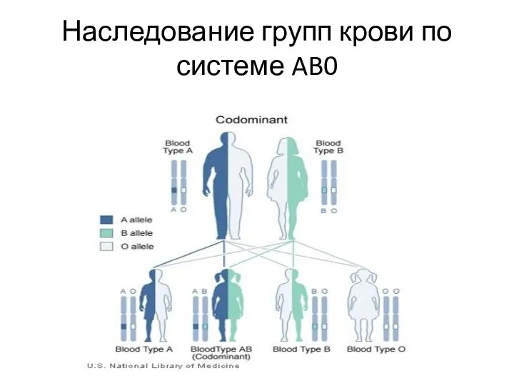 Наследование групп крови по системе AB0