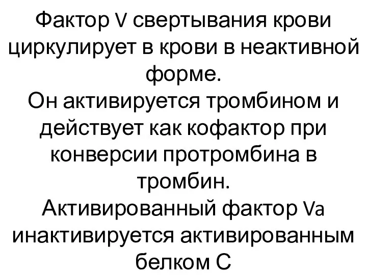 Фактор V свертывания крови циркулирует в крови в неактивной форме. Он активируется