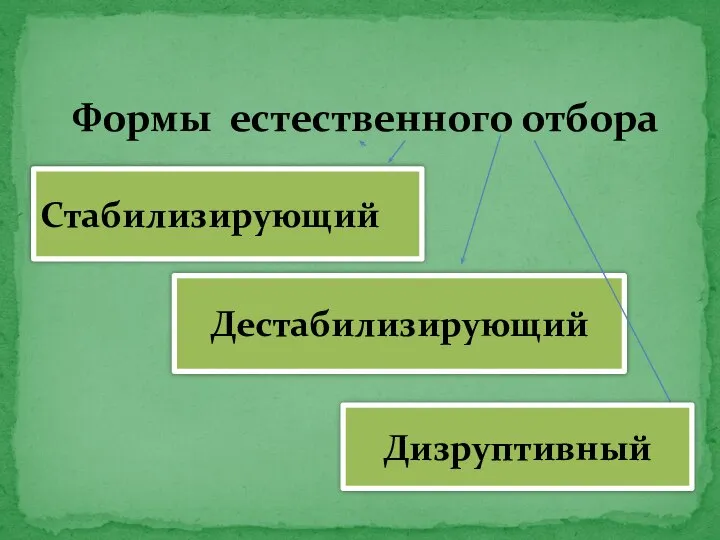 Формы естественного отбора Стабилизирующий Дестабилизирующий Дизруптивный