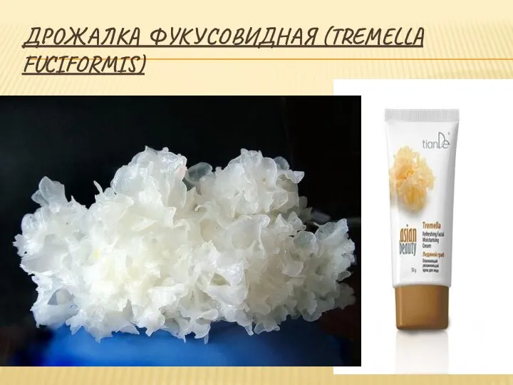 ДРОЖАЛКА ФУКУСОВИДНАЯ (TREMELLA FUCIFORMIS)