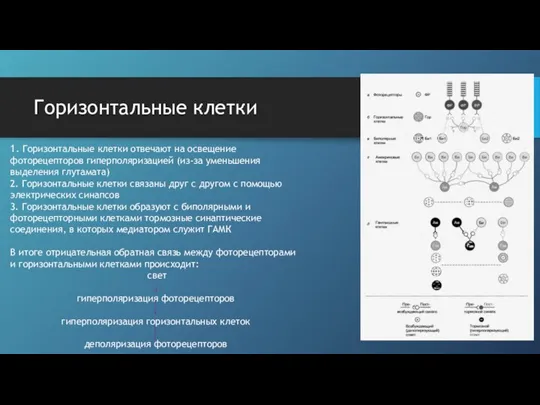 Горизонтальные клетки 1. Горизонтальные клетки отвечают на освещение фоторецепторов гиперполяризацией (из-за уменьшения