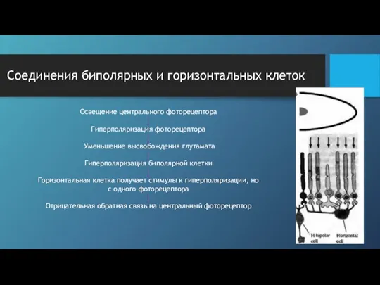 Соединения биполярных и горизонтальных клеток Освещение центрального фоторецептора Гиперполяризация фоторецептора Уменьшение высвобождения