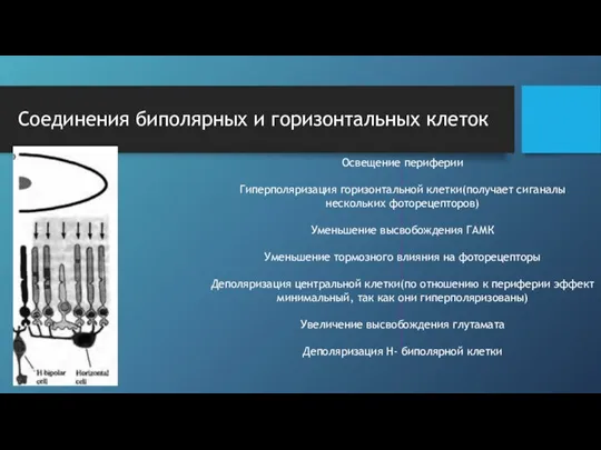 Соединения биполярных и горизонтальных клеток Освещение периферии Гиперполяризация горизонтальной клетки(получает сиганалы нескольких