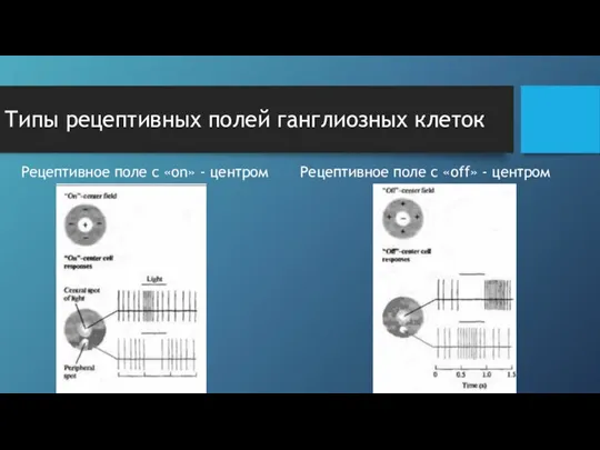 Типы рецептивных полей ганглиозных клеток Рецептивное поле с «on» - центром Рецептивное